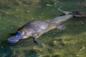 Hewan Unik Platypus