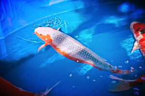 Jenis Ikan Koi Asagi