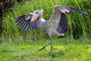 Shoebill