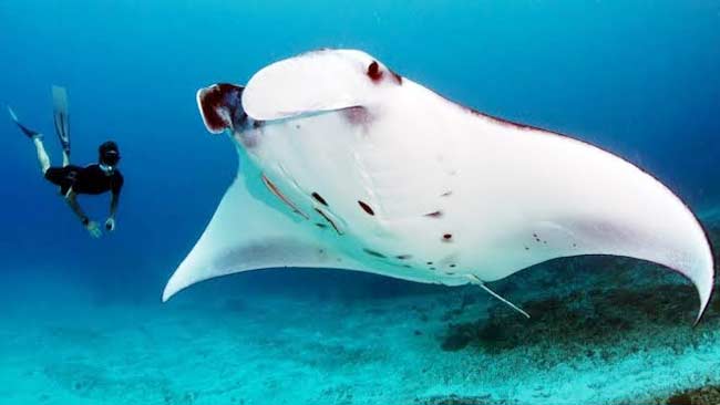 Ikan Pari Manta