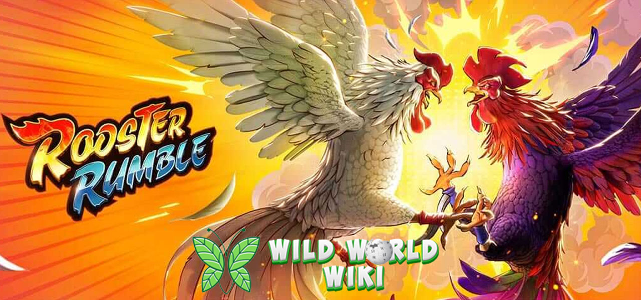 Rooster Rumble