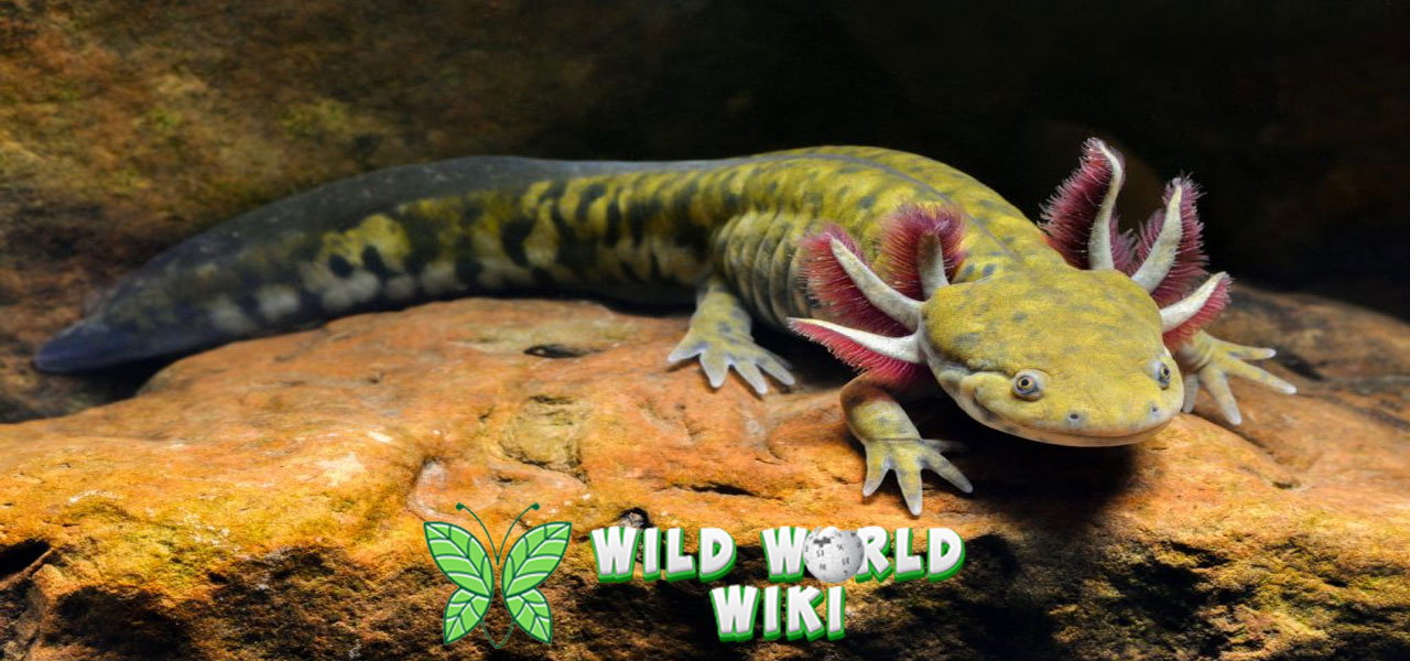 Misteri Salamander