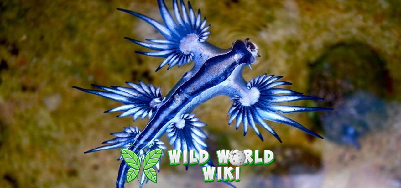 Siput Laut Blue Dragon