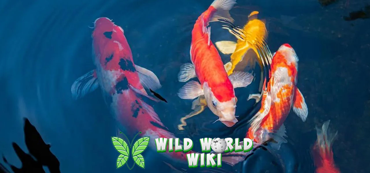 Jenis Ikan Koi