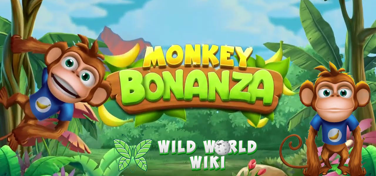 Monkey Bonanza