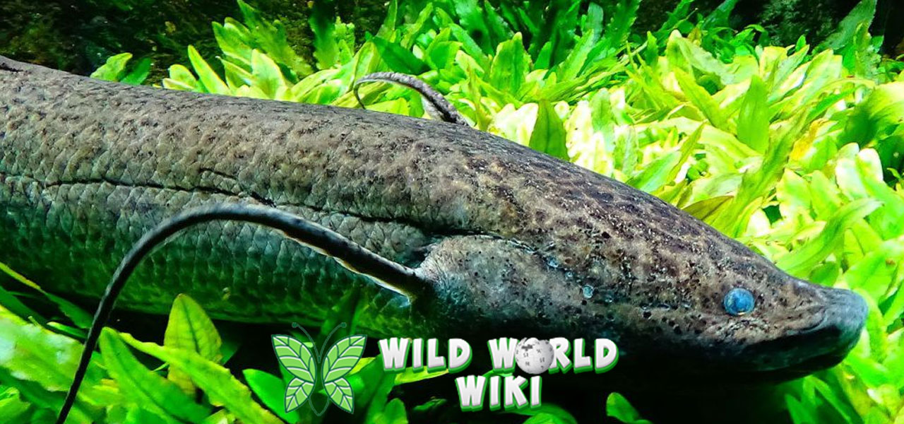 Ikan Lungfish