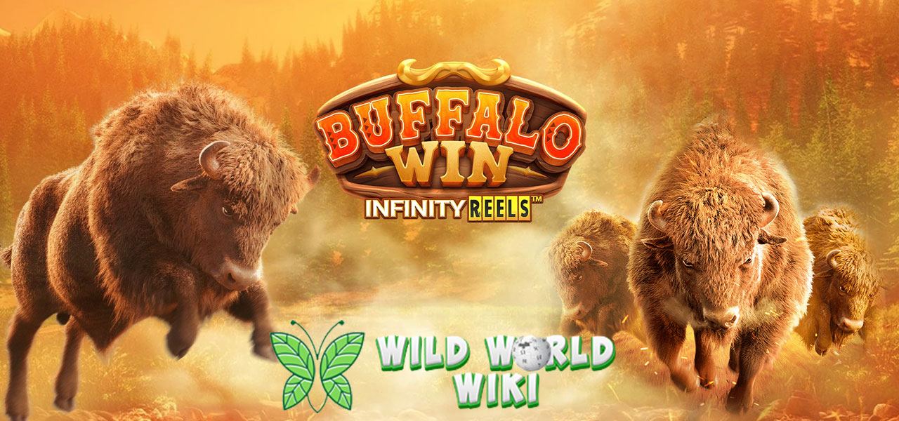 Buffalo Win PG Soft