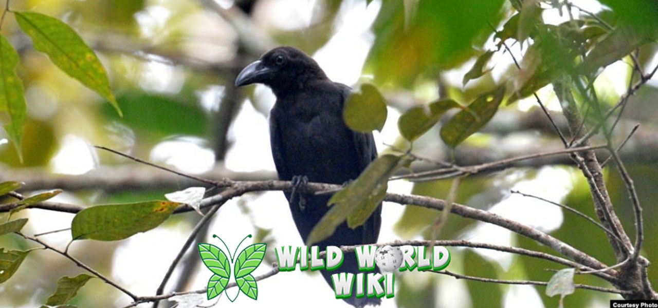 Misteri Burung Gagak