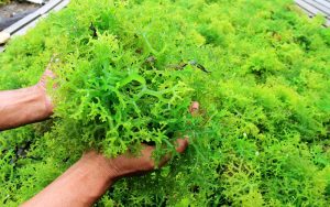 Rahasia Rumput Laut