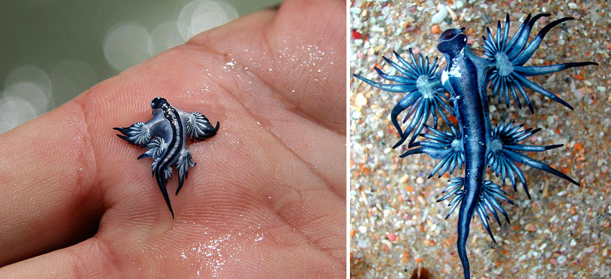 Siput Laut Blue Dragon