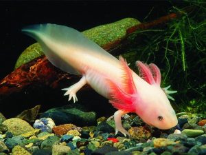 Misteri Salamander