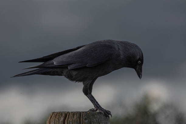Misteri Burung Gagak