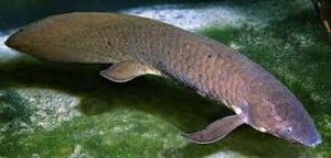 Ikan Lungfish