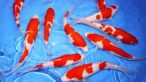 Jenis Ikan Koi Kohaku