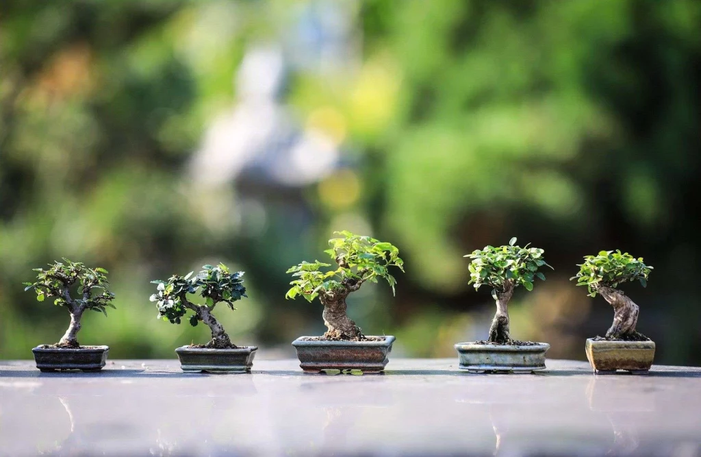 Keindahan Bonsai