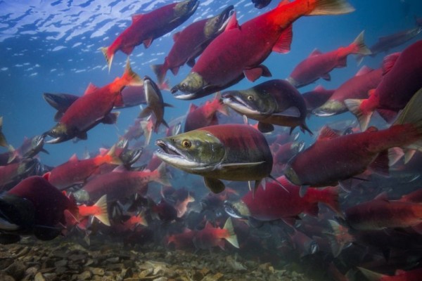 Ikan Salmon