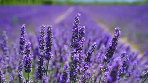 Fakta Menarik Lavender
