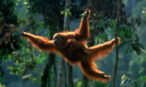 Hewan Orangutan