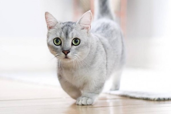 Fakta Kucing Munchkin