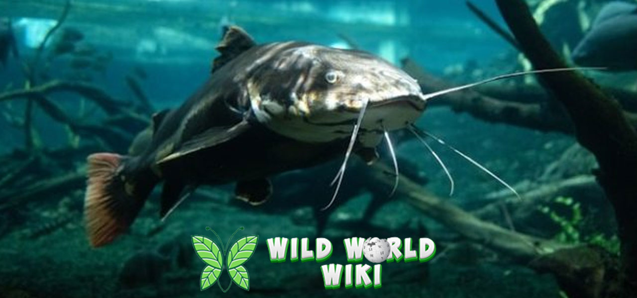 Ikan Lele