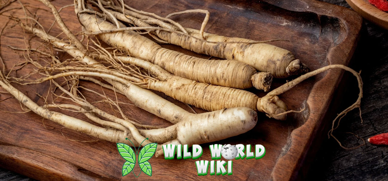 Fakta Menarik Ginseng