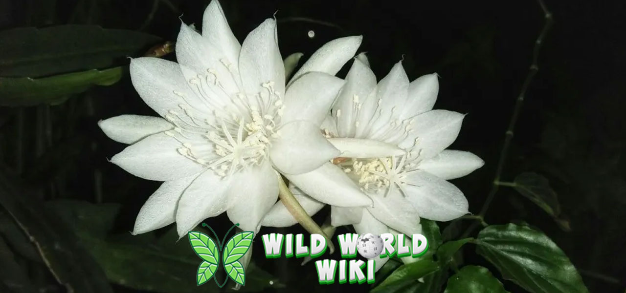 Bunga Wijayakusuma