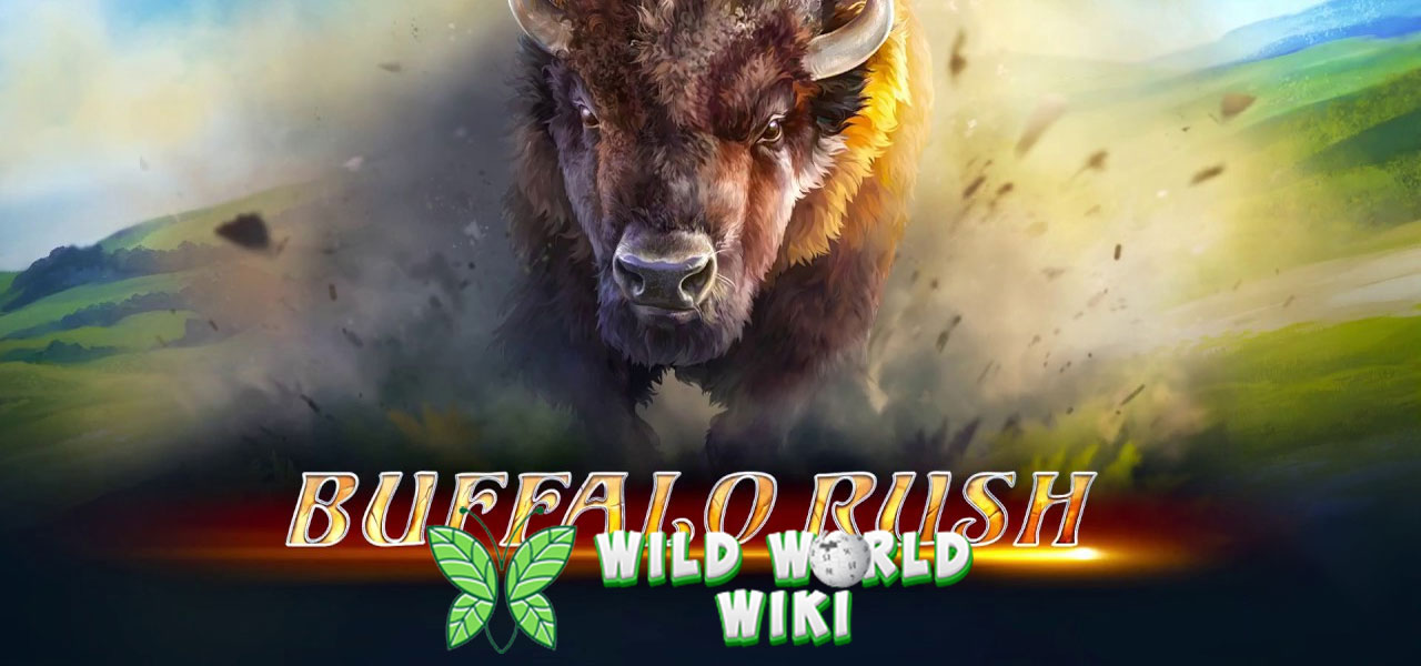 Buffalo Rush AdvantPlay