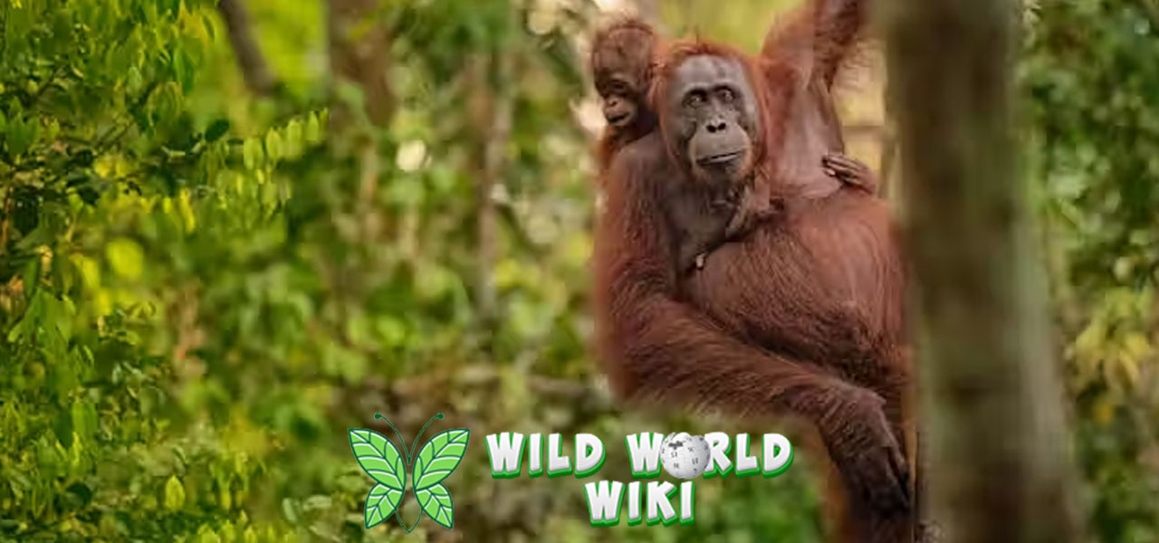 Hewan Orangutan