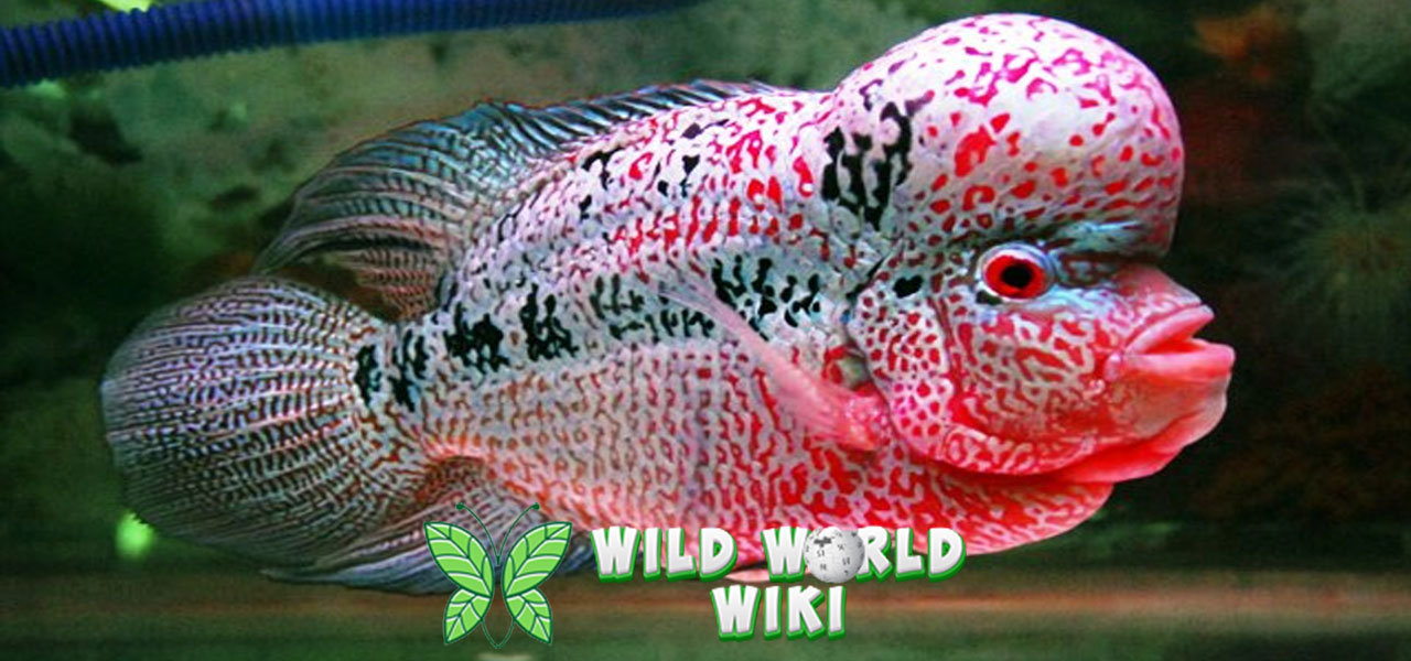 Mengenal Ikan Lou Han