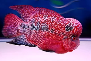 Mengenal Ikan Lou Han