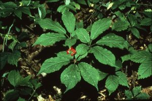 Fakta Menarik Ginseng