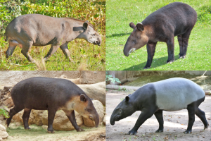 Mengenal Tapir