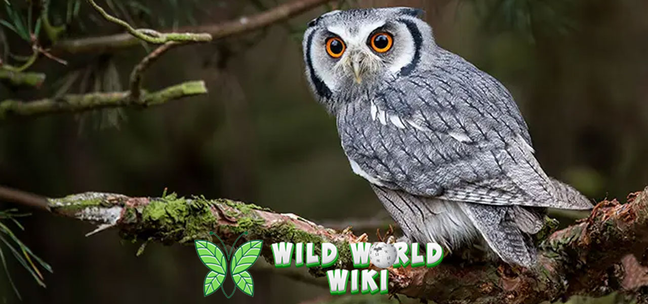 Fakta Menarik Burung Hantu