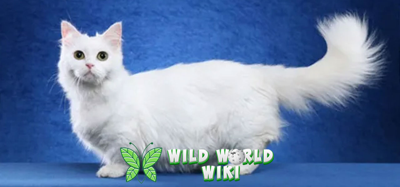Fakta Kucing Munchkin