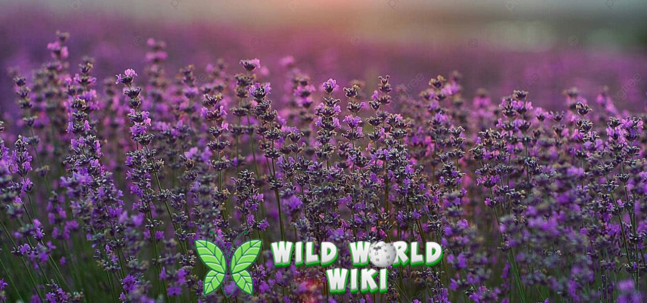 Fakta Menarik Lavender