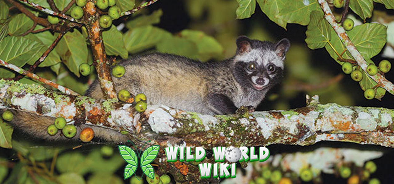 Hewan Musang Luwak