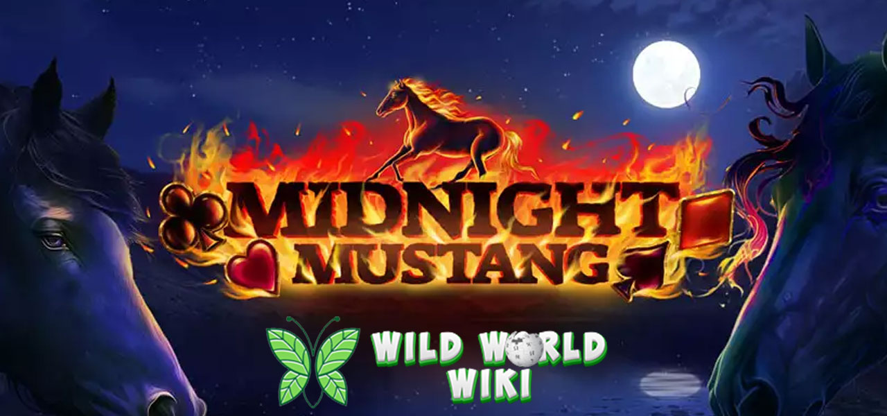 Midnight Mustang SBO Slot