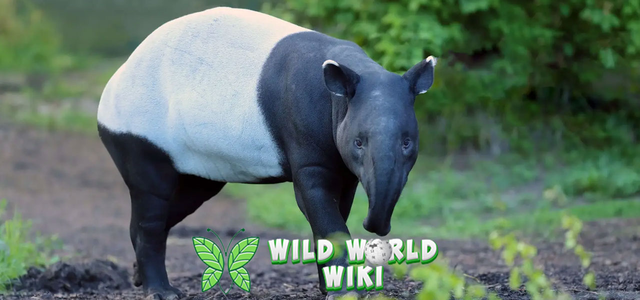 Mengenal Tapir