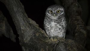 Fakta Menarik Burung Hantu