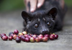Hewan Musang Luwak