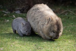 Hewan Wombat