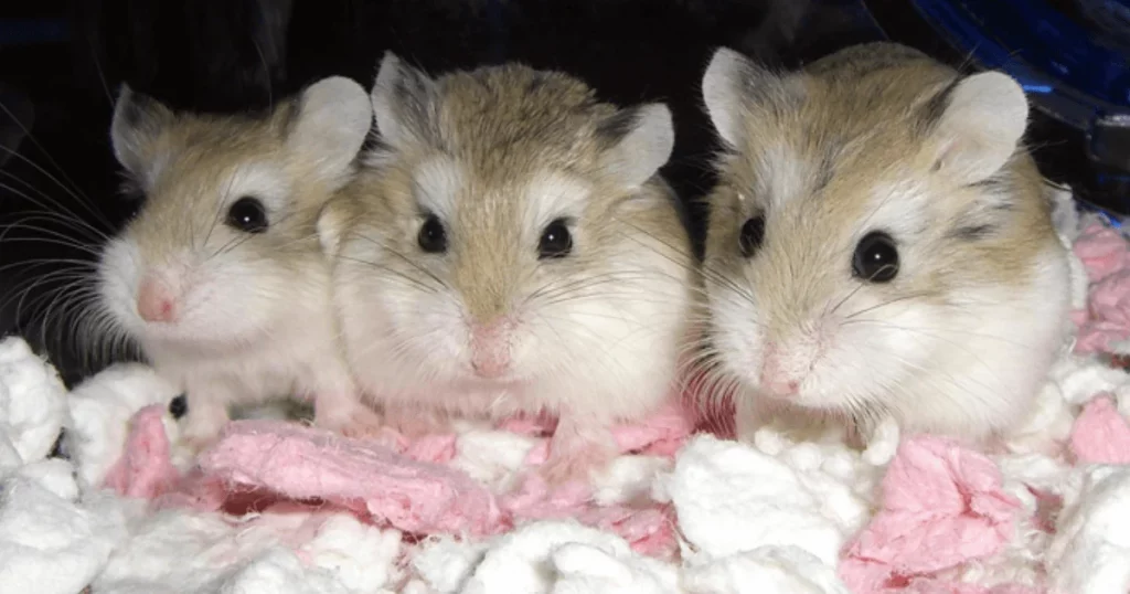 Mengenal Hamster