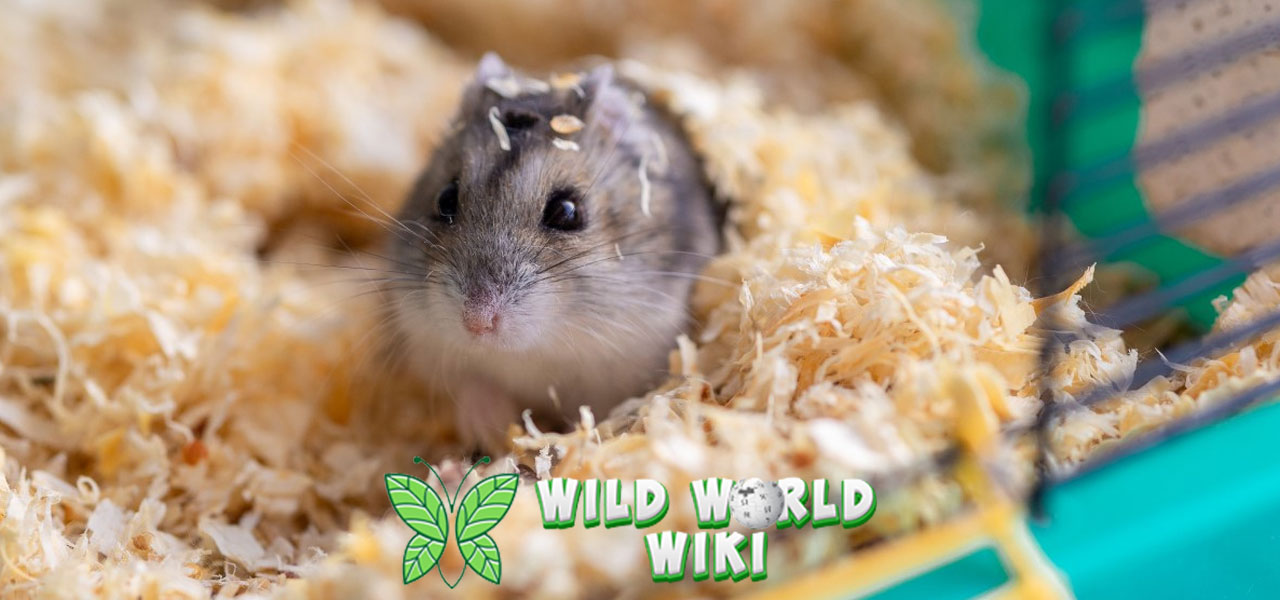 Mengenal Hamster