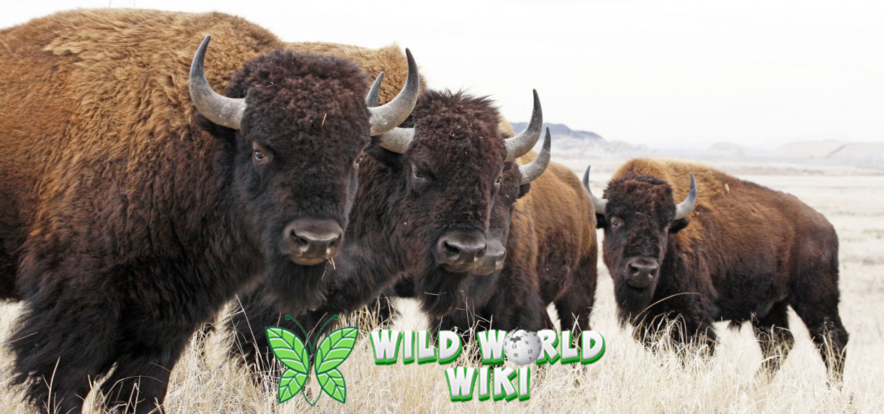 Hewan Bison