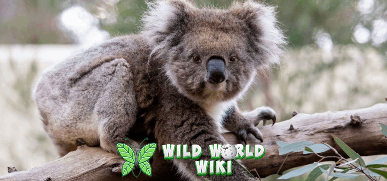 Mengenal Koala