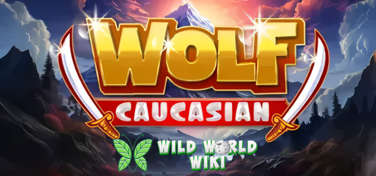 Caucasian Wolf SBO Slot