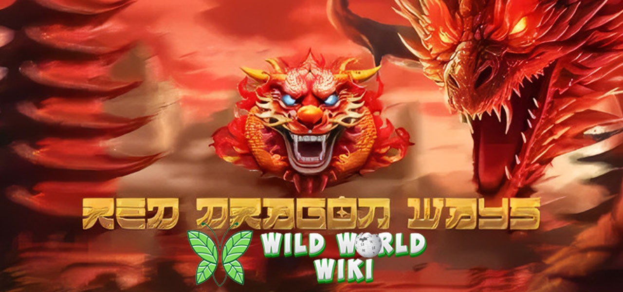 Red Dragon Ways SBO Slot