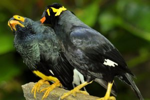 Pesona Burung Beo