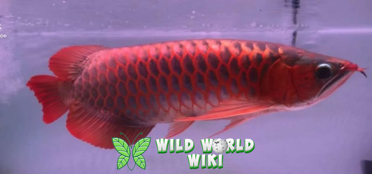 Arwana Super Merah: Simbol Kemewahan di Dunia Ikan Hias!
