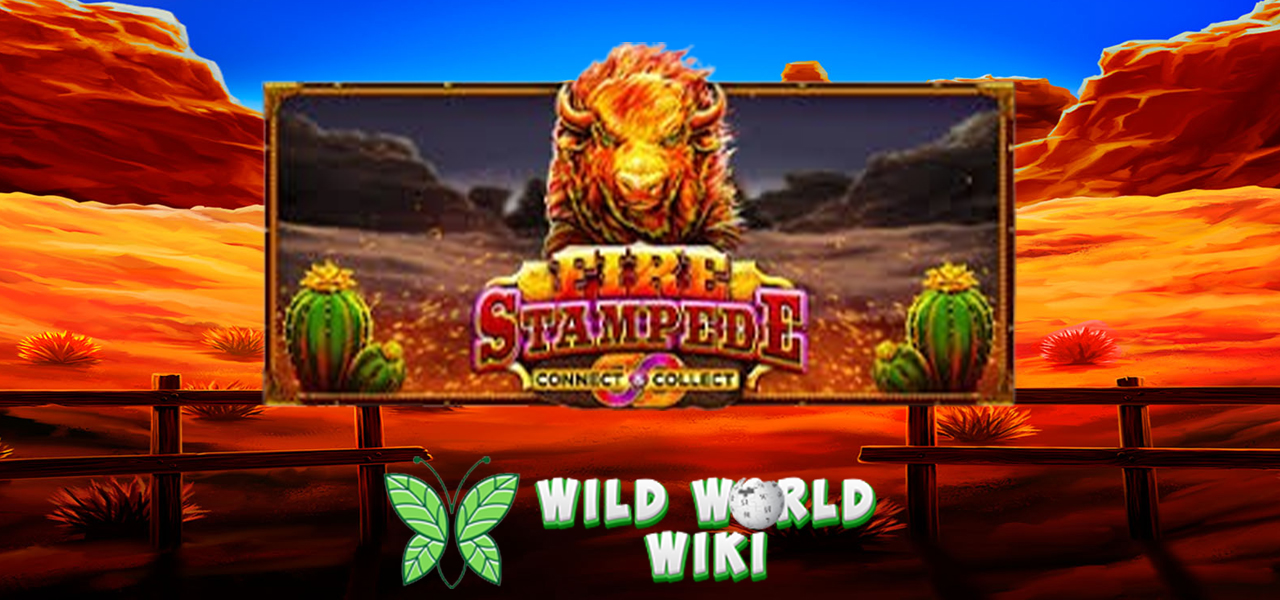 Fire Stampede: Amukan Banteng Berapi di Slot Pragmatic Play!